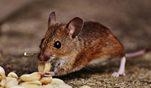 24 Hour & Emergency Exterminators in Colora, MD
